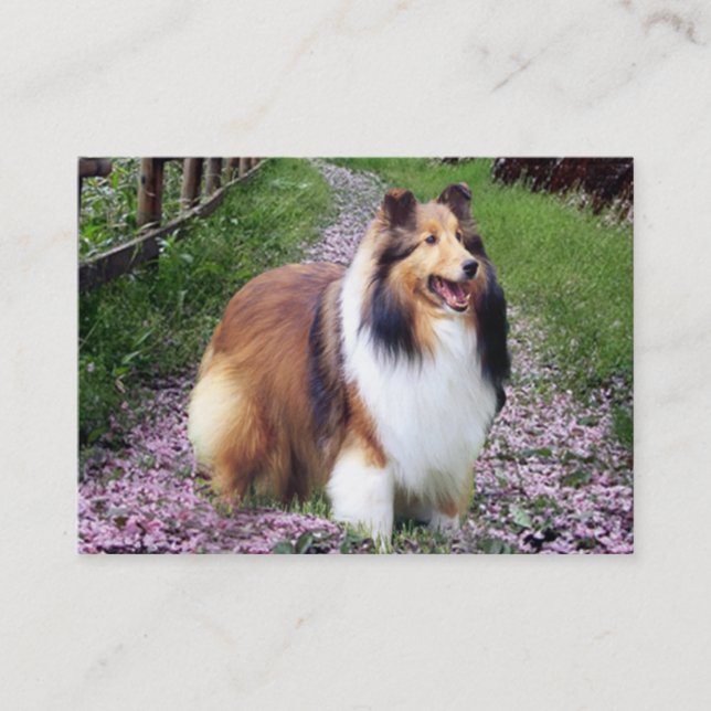 Sheltie Breeder Business Card (Front)