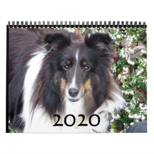 Sheltie Calendar