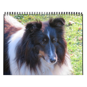 Sheltie Calendar