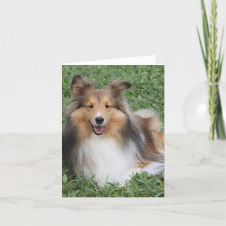 Sheltie Card