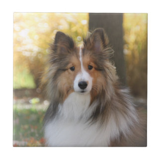 Sheltie Ceramic Tile