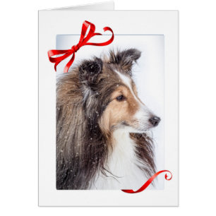 Sheltie Christmas Card