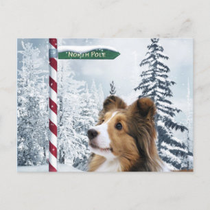 Sheltie Christmas Holiday Postcard