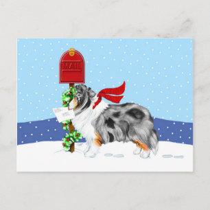 Sheltie Christmas Mail Blue Merle Holiday Postcard