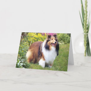 Sheltie Greeting Card