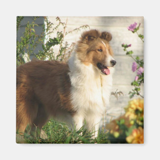 Sheltie in flowers magnet