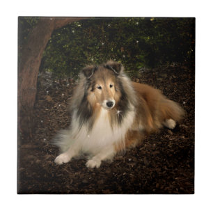Sheltie Magic Tile
