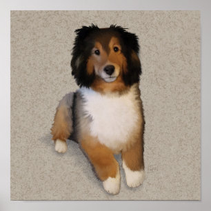 Sheltie mix dog portrait  poster