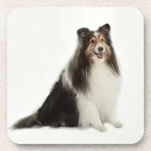 Sheltie Mix & Match Coasters