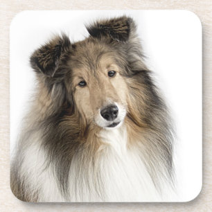 Sheltie Mix & Match Coasters