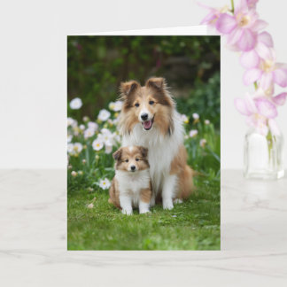 Sheltie Mum Mother’s Day Love Card