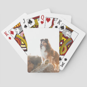 Sheltie on Cliff protecting heard during sunset Playing Cards