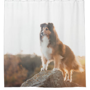 Sheltie on Cliff protectng heard during sunset Shower Curtain