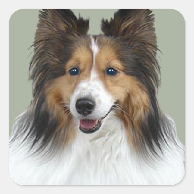 Sheltie Portrait Square Sticker (Front)