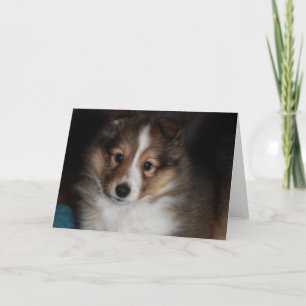 Sheltie Puppy Card