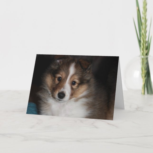 Sheltie Puppy Card (Front)