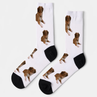 Sheltie Puppy Socks