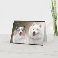 Sheltie & Samoyed Greeting Card; NSR Support