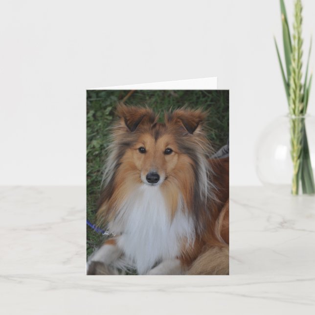 Sheltie Sheepdog Greeting Card (Front)