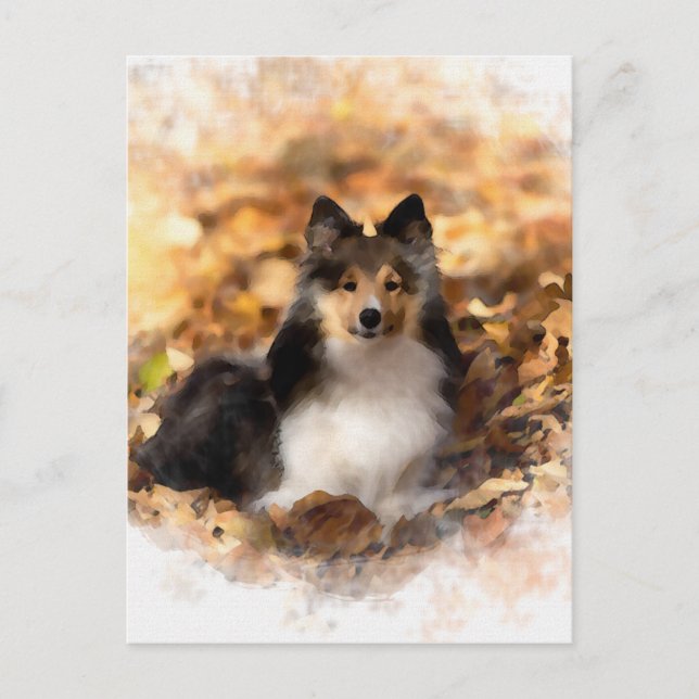 Sheltie Shetland Sheepdog Art Painting Postcard (Front)