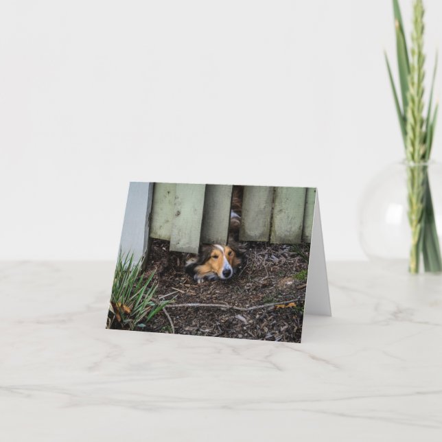 Sheltie Shetland Sheepdog Funny Card (Front)