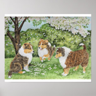 Sheltie Spring Poster