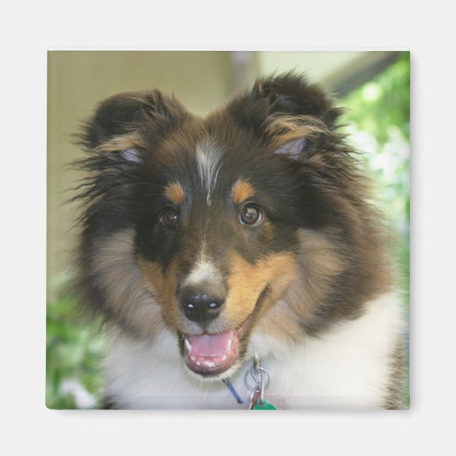 Sheltie Square Magnet (Front)