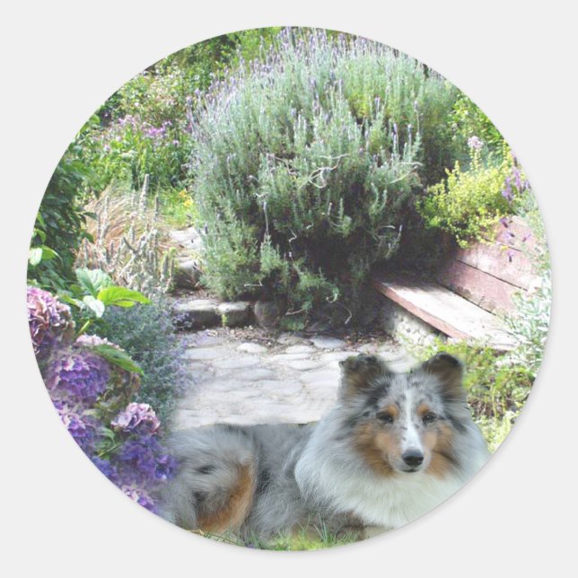 Sheltie Sticker (Front)