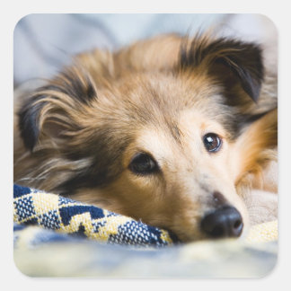 Sheltie sticker