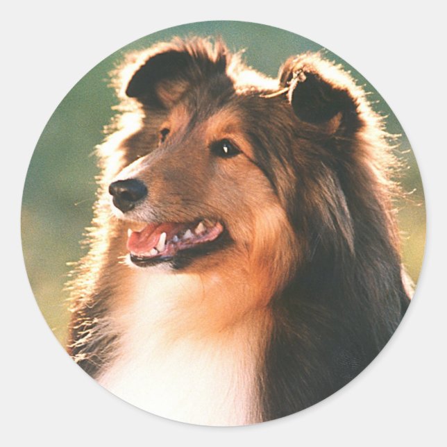 Sheltie Sticker (Front)
