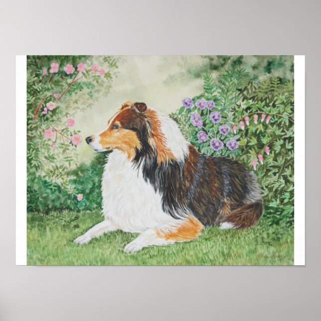 Sheltie Summer Poster (Front)