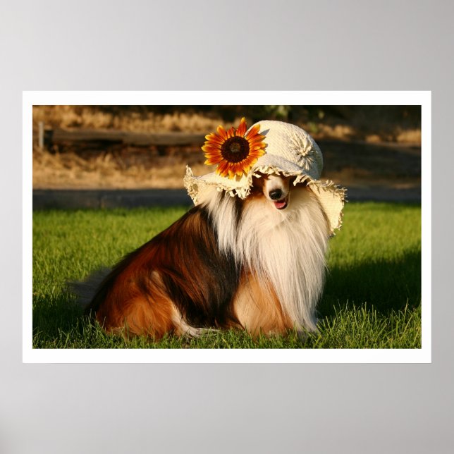 Sheltie with Hat Poster (Front)
