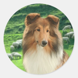 Shelties Lead #2 Stickers