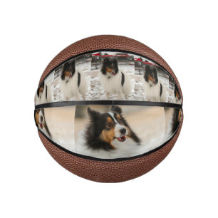 Shelty Mini Basketball