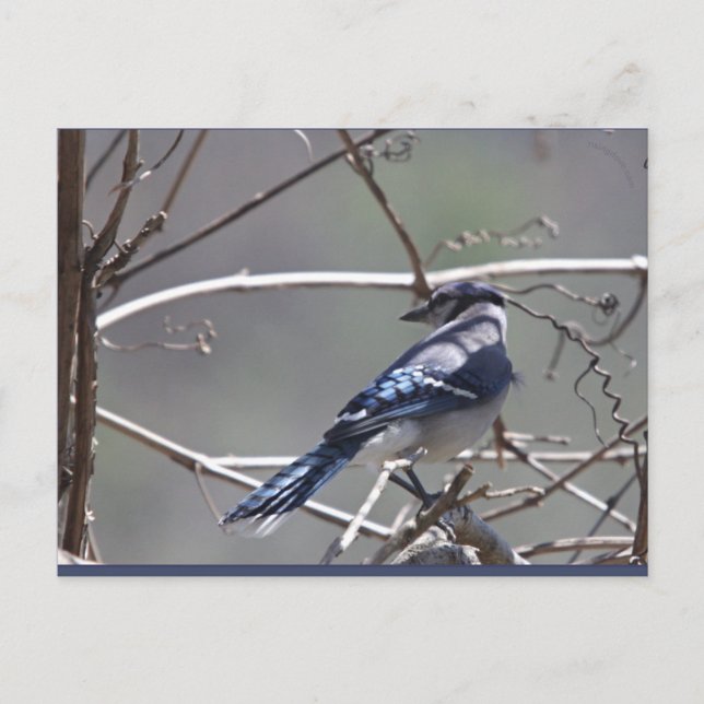 Shenandoah Valley Birds: Blue Jay/Cardinal/Sparrow Postcard (Front)