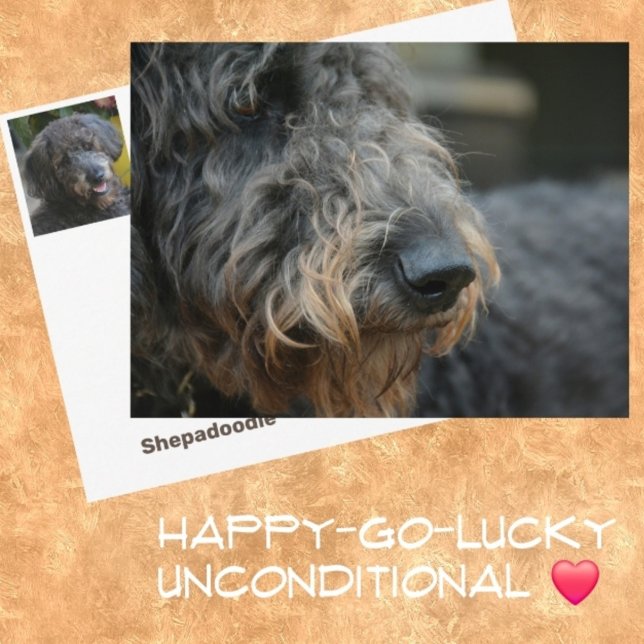 Shepadoodle Dog Photographic Portrait Postcard (Creator Uploaded)