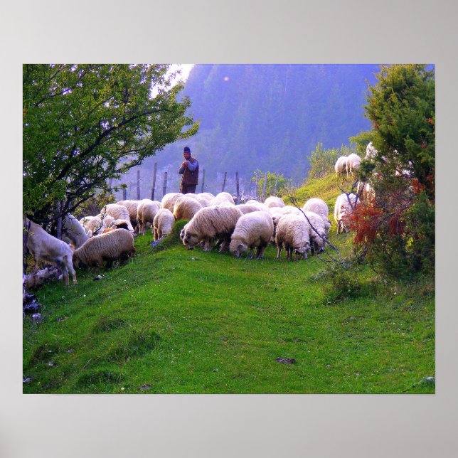 Shepherd and His Sheep Poster (Front)