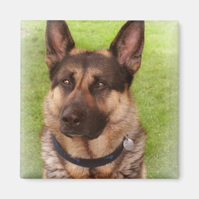 Shepherd Dog Square Magnet (Front)