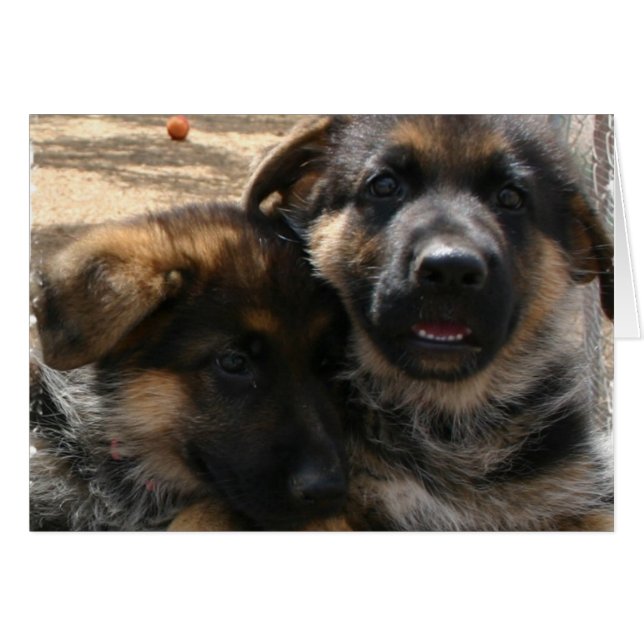 Shepherd Puppies Card (Front Horizontal)