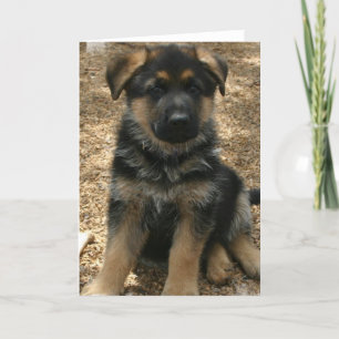 Shepherd Puppy Greeting Card