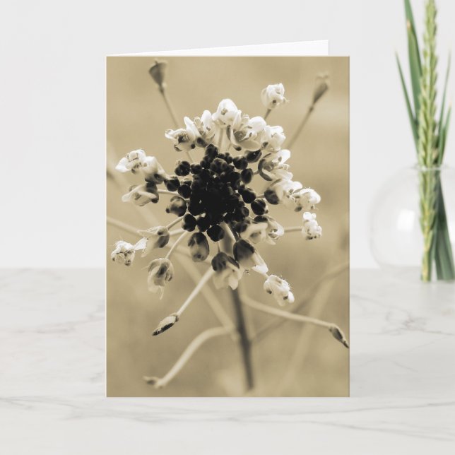 Shepherd's Purse in Sepia Card (Front)