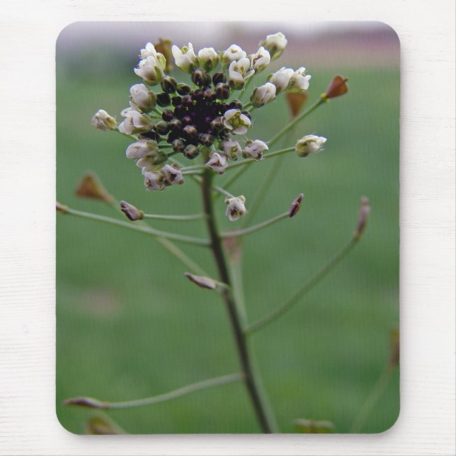 Shepherd's Purse Mouse Pad (Front)