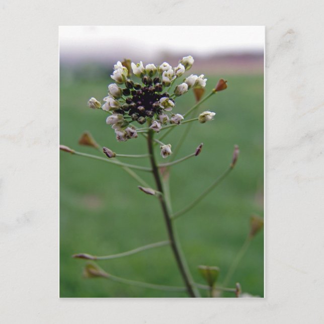 Shepherd's Purse Postcard (Front)