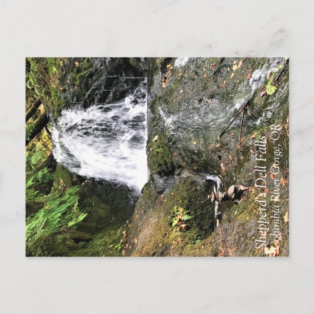 Shepperd's Dell Falls, Oregon Postcard (Front)