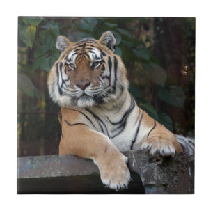 Shere-Khan-b-15 Tile
