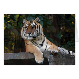Shere-Khan-b-8