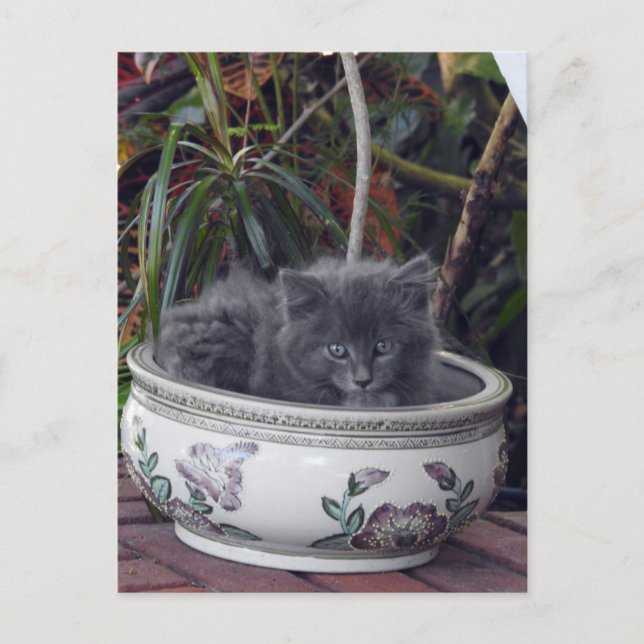 Sherlock Potted Postcard (Front)