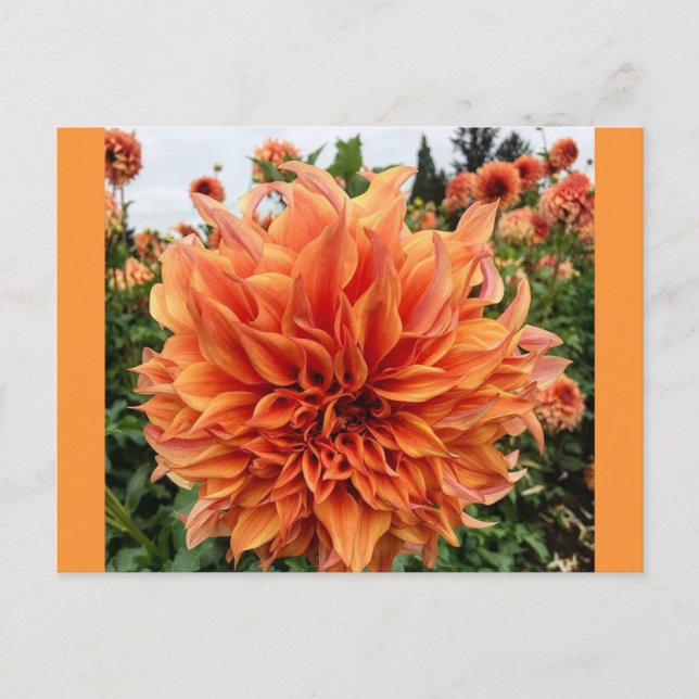 Sherwood's Peach Dahlia Postcard (Front)