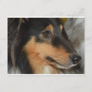 shet shp black white tan head postcard