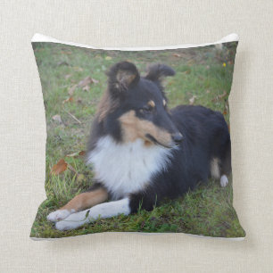 shet shp black white tan laying full cushion